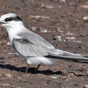 Common Tern